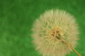 Fluffy dandelion on a green background. Blur, horizontal, macro, without people. The concept of nature design.