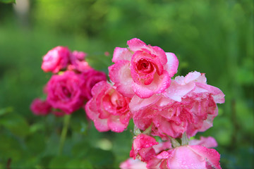 Background nature of beauty. Pink roses with dew drops in the garden. Cropped shot, horizontal, close-up, no people, free space. Concept of nature and gardening.