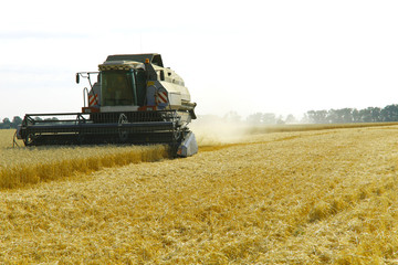 The work of the combine in the field of ripened wheat. Harvesting grain crops. Cropped shot, horizontal, free space, side view. The concept of agriculture and nature.