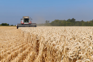 Obraz premium The work of the combine in the field of ripened wheat. Harvesting grain crops. Cropped shot, horizontal, free space, side view. The concept of agriculture and nature.