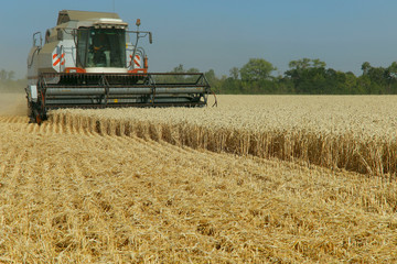Obraz premium The work of the combine in the field of ripened wheat. Harvesting grain crops. Cropped shot, horizontal, free space, side view. The concept of agriculture and nature.