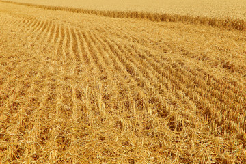 Fototapeta premium Nature background. Field of ripened wheat. Cropped shot, horizontal, free space, side view. Concept of agriculture and nature.