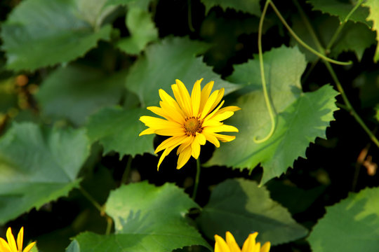 Natural beauty background. Yellow flower Doronicum in the garden on a sunny morning. Cropped shot, horizontal, close-up, no people, free space. The concept of nature and gardening.