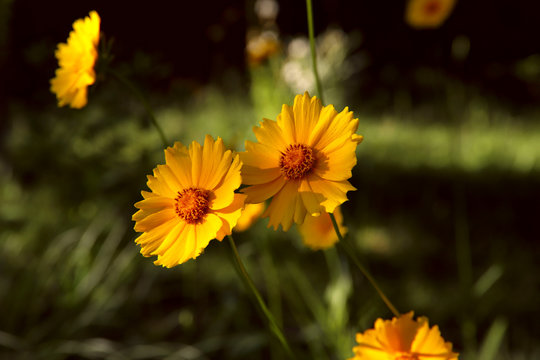 Natural beauty background. Yellow Coreopsis flower in the garden on a sunny morning. Cropped shot, horizontal, close-up, free people, free space. The concept of nature and gardening.