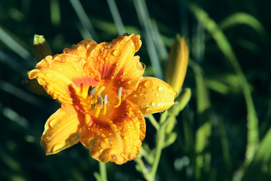 Blurred background of natural beauty. Yellow daylily flower with dew drops in the garden on a sunny morning. Cropped shot, horizontal, close-up, no people, free space. The concept of nature and garden