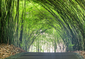 Amazing shady path through bamboo woods. Scenic stone walkway
