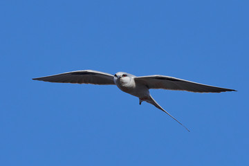 African swallow-tailed kite (Chelictinia riocourii)