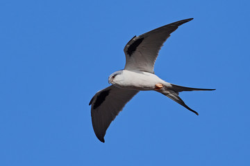 African swallow-tailed kite (Chelictinia riocourii)