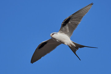 African swallow-tailed kite (Chelictinia riocourii)