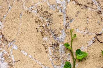 Old wall and plant