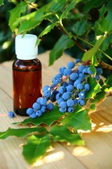 mahonia    homöopathie