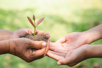 Environment Earth Day, Hands of old women and young women holding tree on nature field grass, Forest conservation, Ecological concept