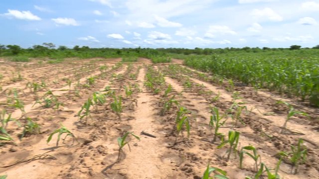 camera movement between small maize plants in the African Savannah and larger plants