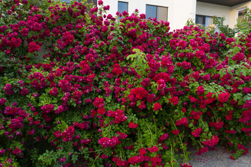 Fototapeta na wymiar Red tea rose fence. Fence decoration from prying eyes.