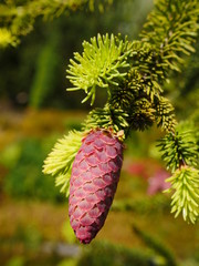 Reddish cones of a conifer, green needles, the scales of the fruit cone are clearly visible.