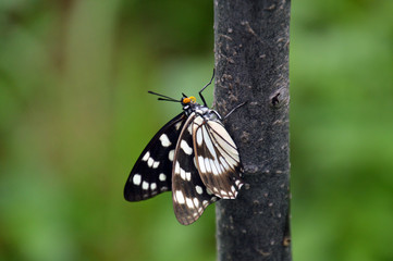 オレンジ色の口吻が可愛らしいゴマダラチョウ