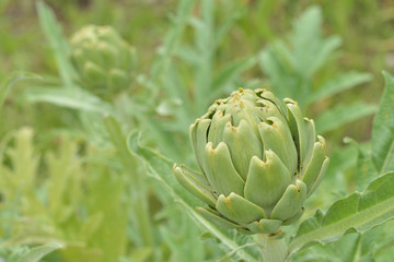 Artichoke