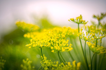 Fototapeta premium field of yellow flowers. umbrella plants with yellow flowers. flowering dill.