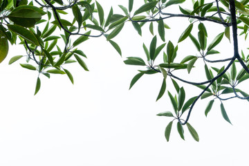 green branch leaves isolated on white background.
