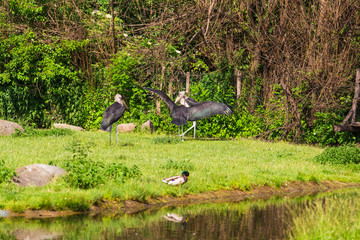 African birds. Stork Marabou in the summertime