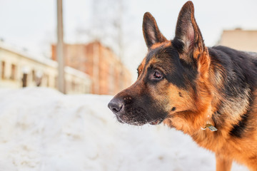 Dog German Shepherd in a city in a winter