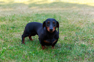 Dog breed dachshund