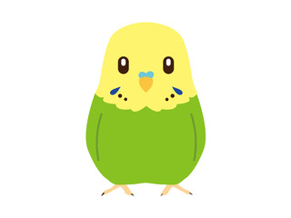 セキセイインコ_グリーン
