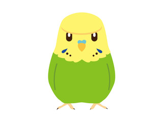 ジャンボセキセイインコ_グリーン