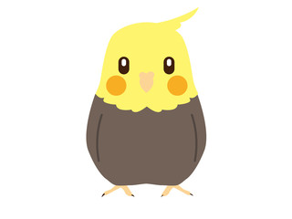 オカメインコ_ノーマル