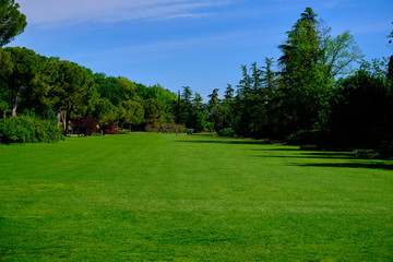 Fototapeta na wymiar Cypress trees with flowers on a green lawn