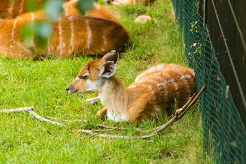 Roe deers on the meadow with baby deer. Zoo, wild animals and mammal concept