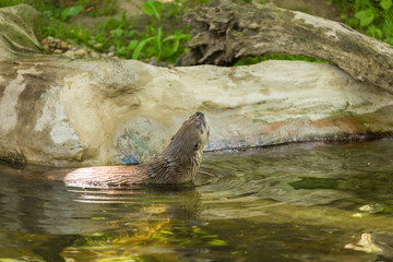 Side view of a wet nimble otter is floating on a river with a picturesque view with a mouse in her...