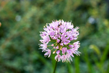 One pink flower on the background of a blurred green meadow. Beautiful background. Nature photography