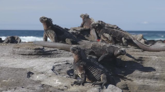 Galapagos Islands. Galapagos Marine iguanas from Galapagos cruise ship travel adventure vacation. Puerto Egas (Egas port) Santiago island, Galapagos Islands, Ecuador