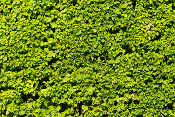 Green grass wall texture for backdrop design and eco wall .Green Leaves background . 