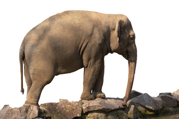 Fototapeta na wymiar Elefant isoliert