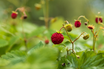Close up of a deformed wild strawberry / wood strawberry on a small bush with shallow depth of field. 