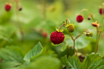 Close up of a deformed wild strawberry / wood strawberry on a small bush with shallow depth of field. 