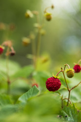 Close up of a deformed wild strawberry / wood strawberry on a small bush with shallow depth of field. 