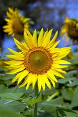 Fully blossomed Sunflower