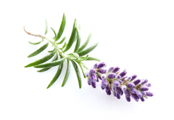 Lavender on white background