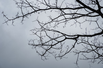 Fototapeta na wymiar Dried branch on tree in gloomy