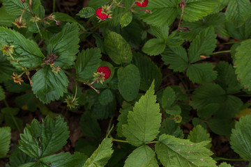 Wild strawberries / wood strawberries seen from above.
