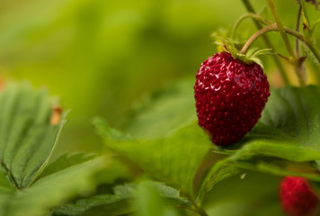Close up of a single wild strawberry / wood strawberry on a small bush in a forest. With shallow depth of field. 