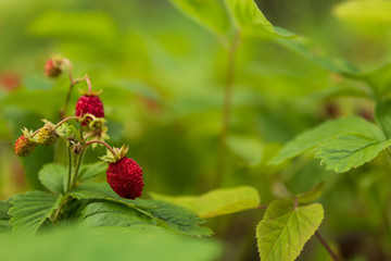 Close up of wild strawberries / wood strawberries on a small bush in a forest. 