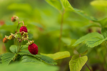 Close up of wild strawberries / wood strawberries on a small bush in a forest. 
