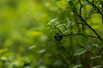 Isolated single blueberry on a small bush in a forest with shallow depth of field.