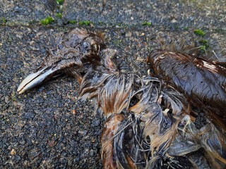 Bird corpse in decomposition with feathers. Dead bird.