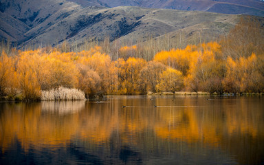 Fototapeta na wymiar Yellow Forest Reflects Water Is beautiful in New Zealand