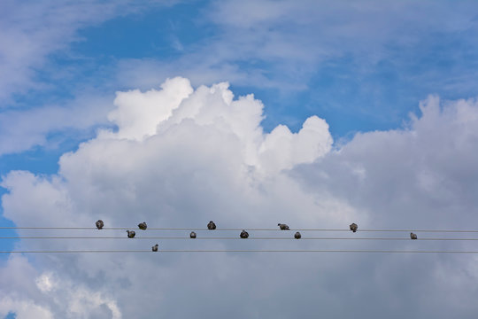 Wild pigeons sitting on wires